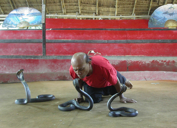 Mae Rim Snake Farm