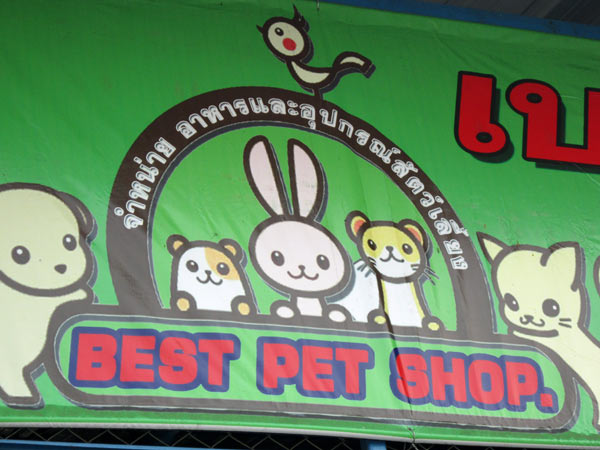 Best Pet Shop @Kamthieng Flower Market