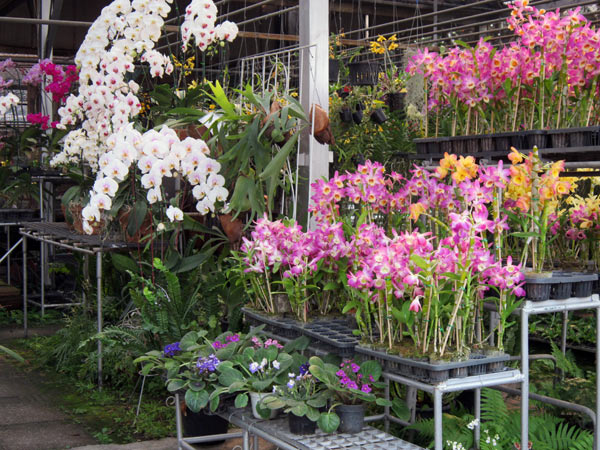 Hot Spring Orchid @Kamthieng Flower Market