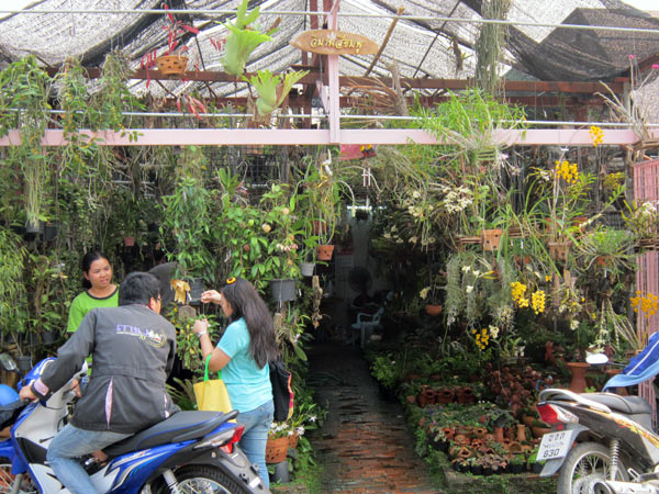 Hoya @Kamthieng Flower Market