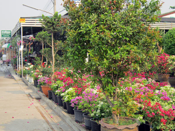 Suan Impol @Kamthieng Flower Market