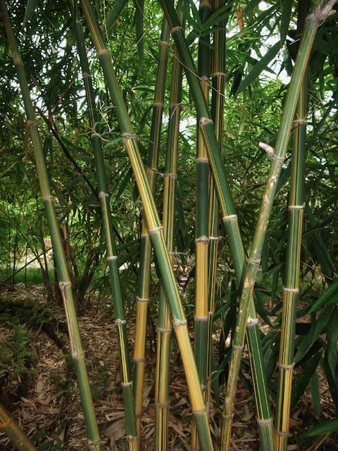Baan Sammi Nature Retreat and Bambusetum