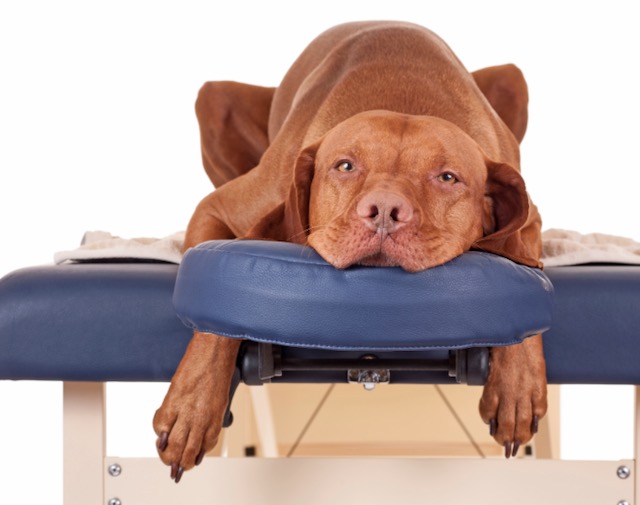 前列腺按摩的最佳体位之一是狗趴式