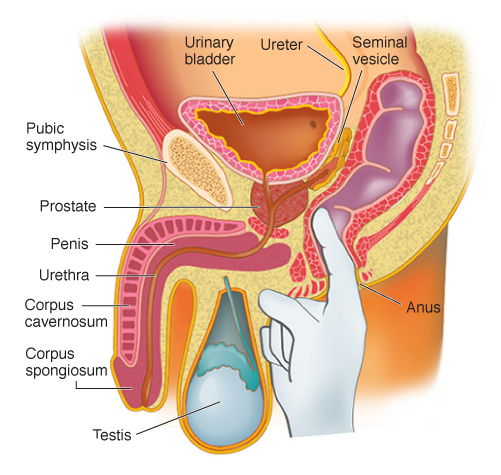 Proper prostate massage happens through the back door